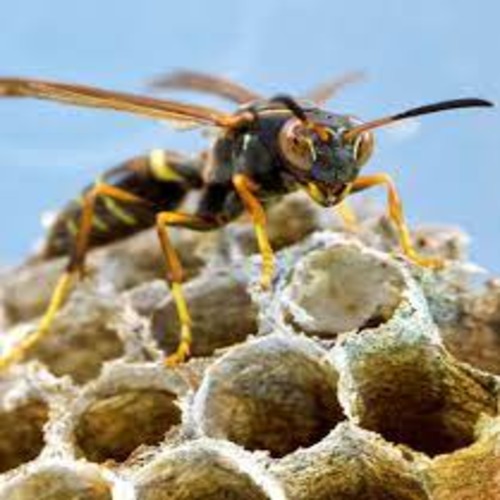 Best wasps and Pest Control Services in Dubai (Best Price Pest Control Services)Call Now.
            